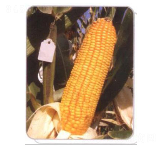 LZ02-玉米種子-魯種