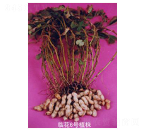臨花六號(hào)-花生種子-魯種