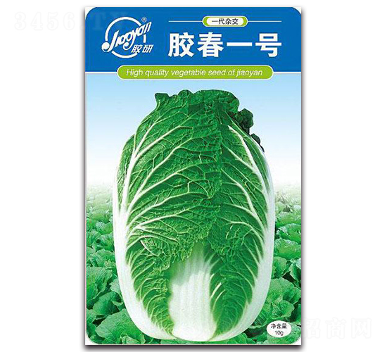 膠春一號-春播白菜種子-膠研