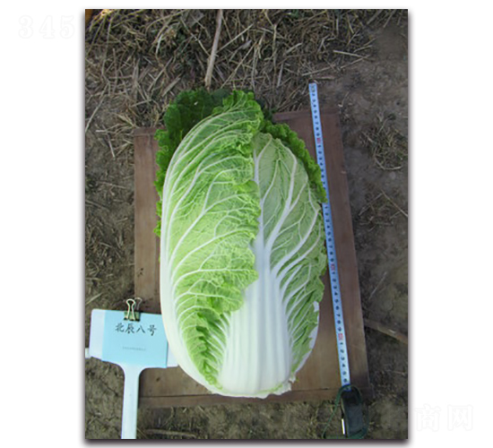 ������̖(h��o)-��ײ˷N��-�����N�I(y��)