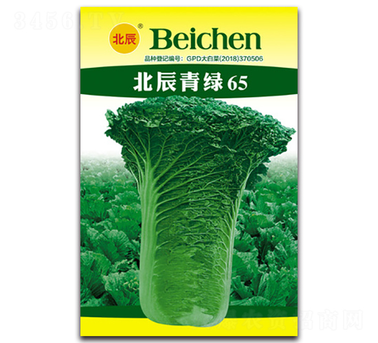 北辰青綠65-大白菜種子-北方種業(yè)