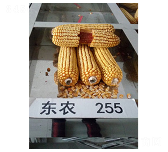 東農(nóng)255-玉米種子-中邦農(nóng)業(yè)