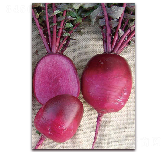 紫丹-蘿卜種子-井田農(nóng)業(yè)
