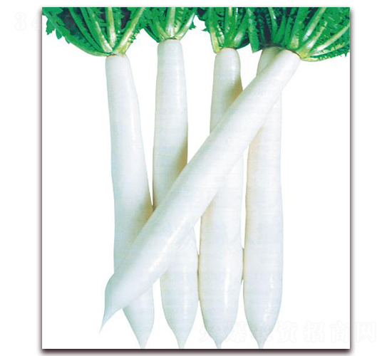 長白山-蘿卜種子-井田農(nóng)業(yè)