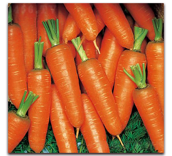 新黑田五寸改良系-胡蘿卜種子-井田農(nóng)業(yè)