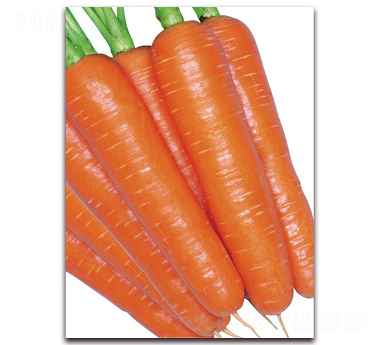 冬輝五寸-胡蘿卜種子-井田農(nóng)業(yè)