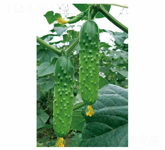 �ͱ���F1-�S�ϷN��-��ɷN�I(y��)