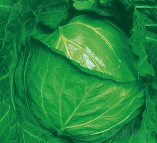 極早寒春-甘藍(lán)種子-井田農(nóng)業(yè)