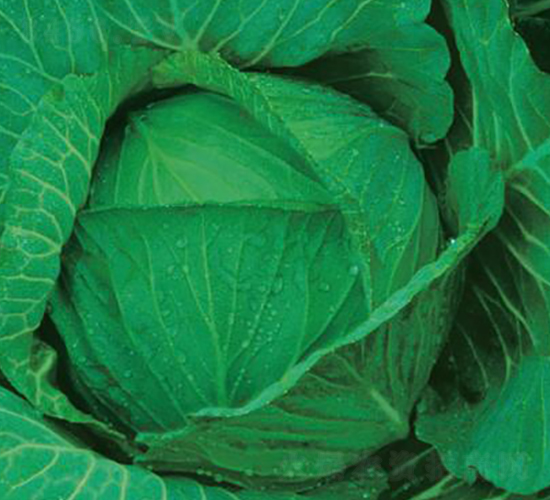 寒春四號-甘藍種子-井田農(nóng)業(yè)