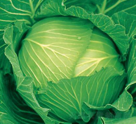 寒春120-甘藍(lán)種子-井田農(nóng)業(yè)