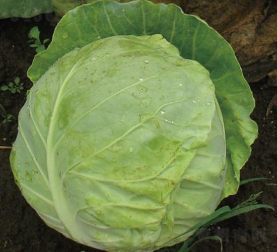 東方極早-甘藍(lán)種子-井田農(nóng)業(yè)