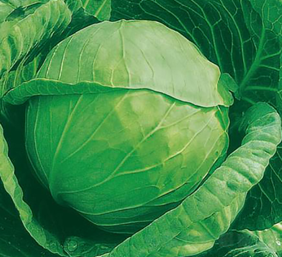 KAG-91-甘藍(lán)種子-井田農(nóng)業(yè)