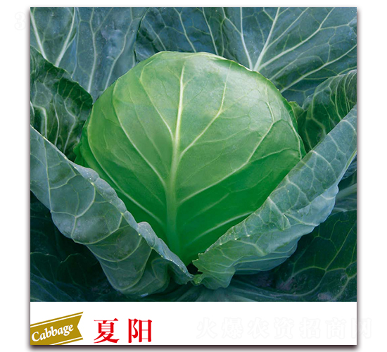 ���-���{�N��-����