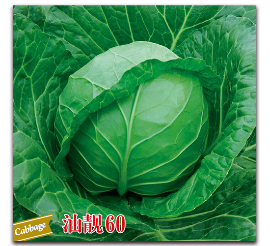 ���n60-���{(l��n)�N��-����