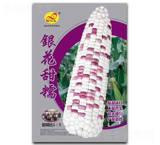 銀花甜糯-糯玉米種子-昊晟種業(yè)
