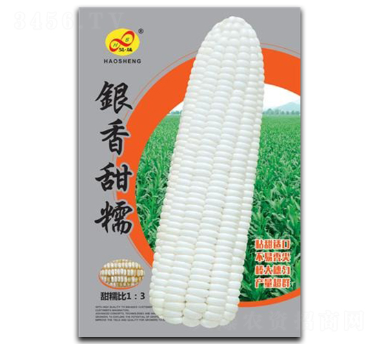 銀香甜糯-糯玉米種子-昊晟種業(yè)