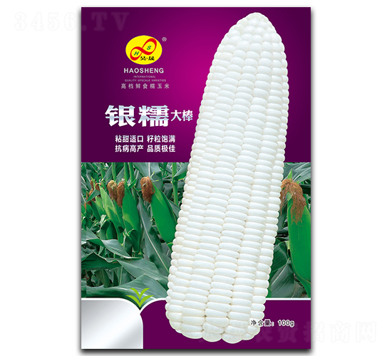 銀糯-糯玉米種子-昊晟種業(yè)