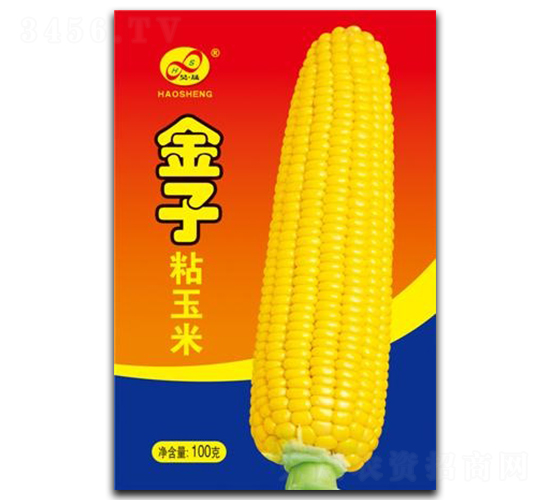 金子-糯玉米種子-昊晟種業(yè)