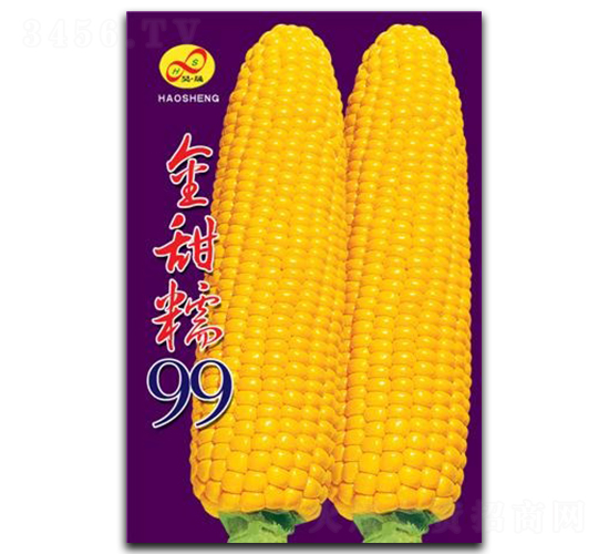金甜糯99-糯玉米種子-昊晟種業(yè)