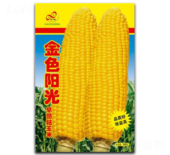 金色陽光-糯玉米種子-昊晟種業(yè)