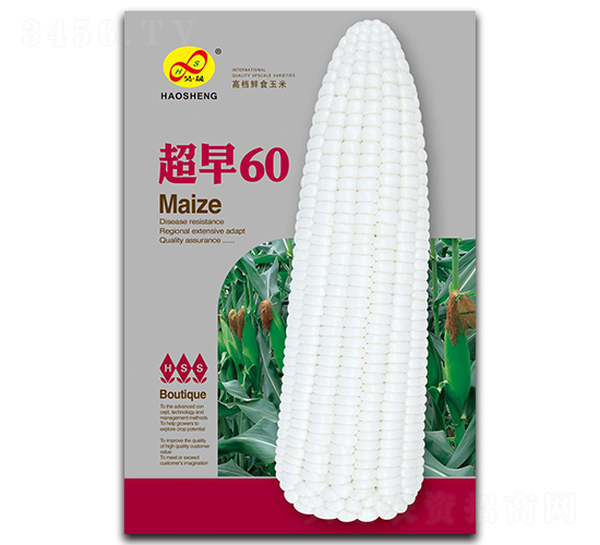 超早60-糯玉米種子-昊晟種業(yè)