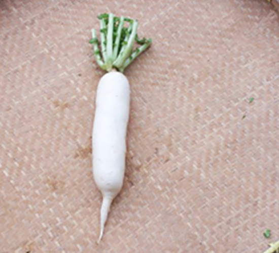 筒子蘿卜-蘿卜種子-申耕農(nóng)業(yè)