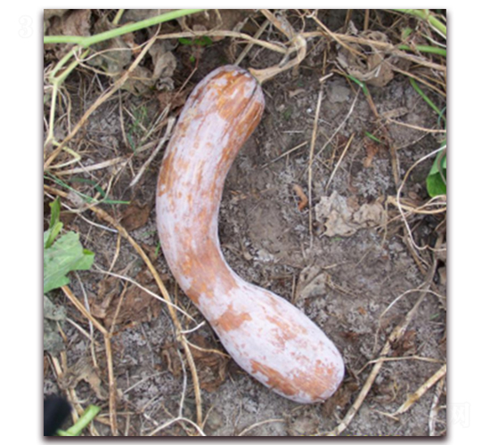 �S���Ϲϣ��Ԓ�Ϲϣ�-�ϹϷN��-����r(n��ng)�I(y��)