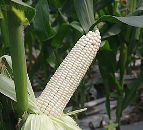 長征108糯玉米（回甘型）-糯玉米種子-申耕農(nóng)業(yè)