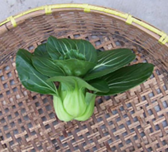 青山-青梗菜種子-申耕農(nóng)業(yè)