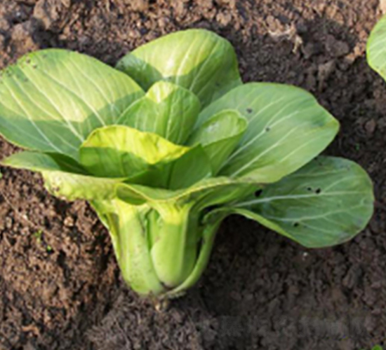 四月慢-青梗菜種子-申耕農(nóng)業(yè)