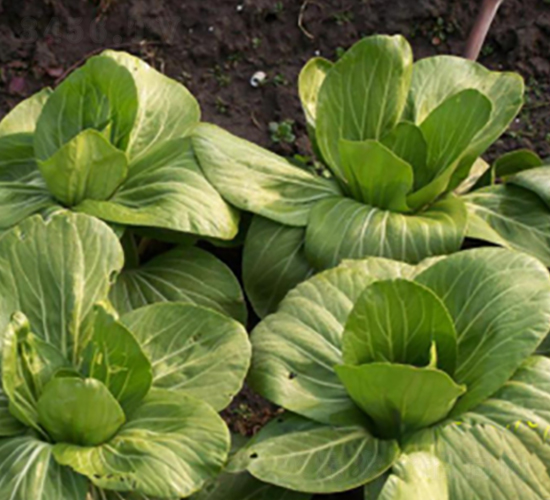 三月慢-青梗菜種子-申耕農(nóng)業(yè)