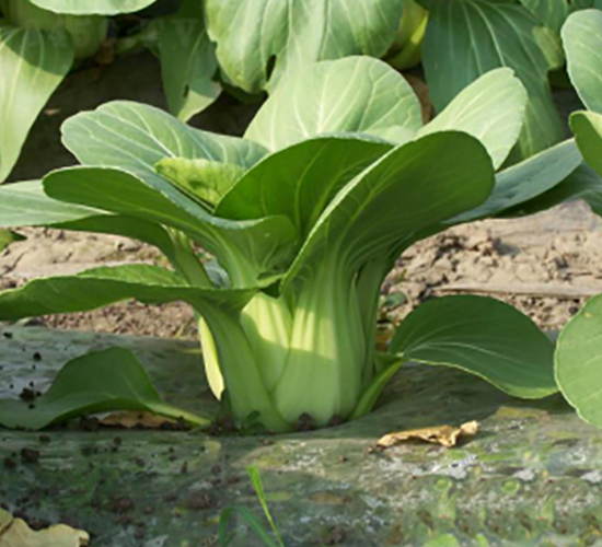 矮箕青-青梗菜種子-申耕農(nóng)業(yè)