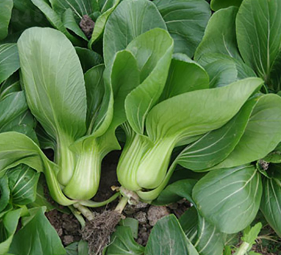 國(guó)美518-青梗菜種子-申耕農(nóng)業(yè)