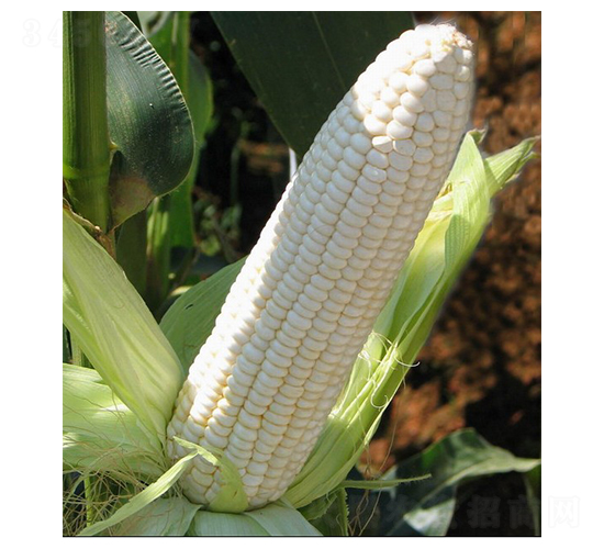 美糯一號-糯玉米種子-華蔬種業(yè)