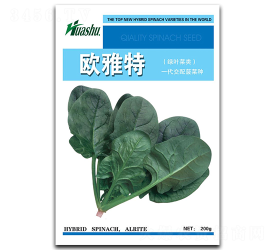 歐雅特-菠菜種子-華蔬種業(yè)