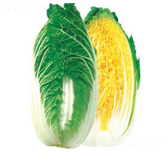 �������޲�-���޲˷N��-�A�߷N�I(y��)