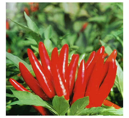 皇冠-朝天椒種子-華蔬種業(yè)