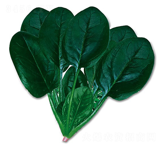 開普勒-菠菜種子-順成