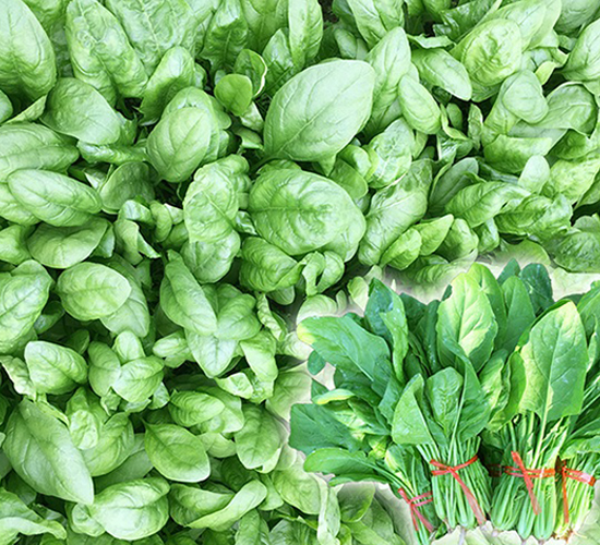 金閃閃-菠菜種子-順成