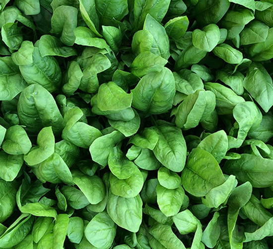 閃亮-菠菜種子-順成