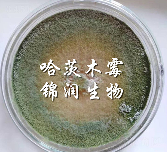 ����ľù��-�\������