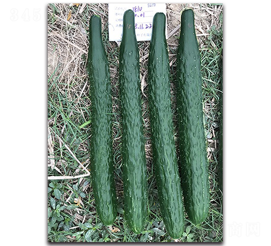 富美78-黃瓜種子-順成