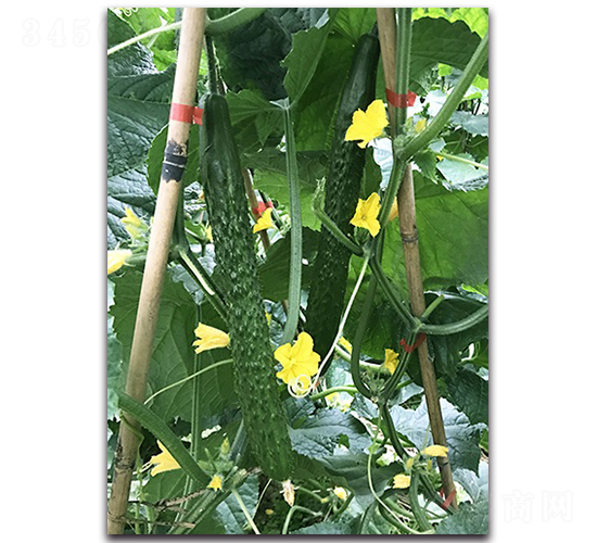 珍靚-黃瓜種子-順成