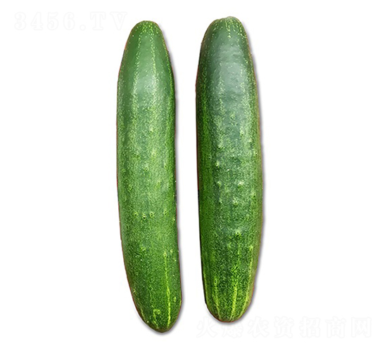 真帝-黃瓜種子-順成