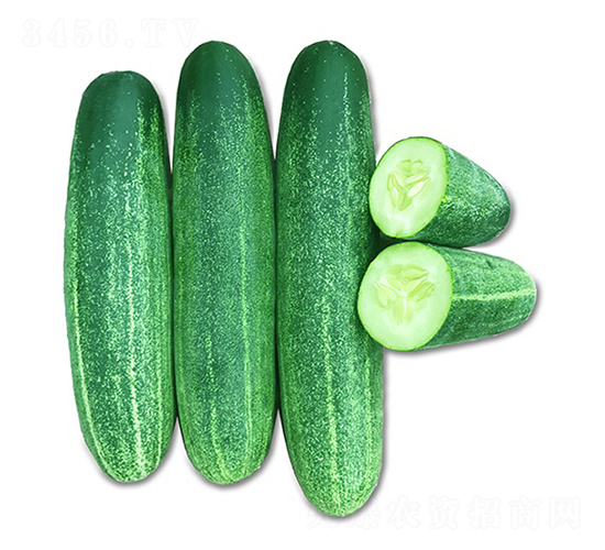 泰迪806-黃瓜種子-順成