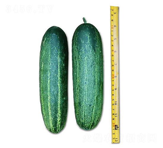 大豐收-黃瓜種子-順成