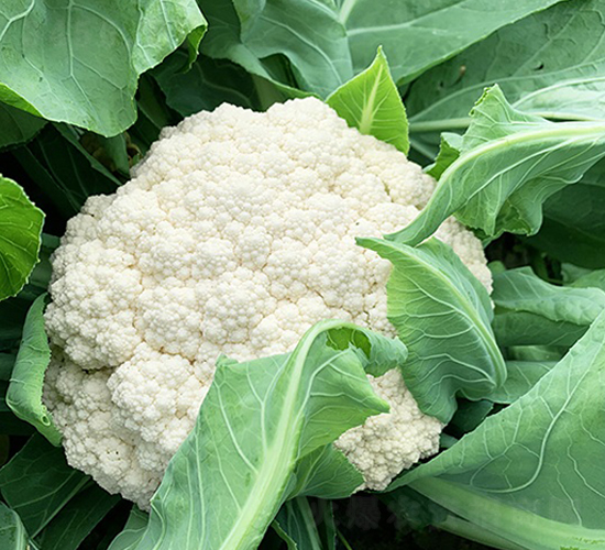 �_������85���ɻ�-��Ҭ�˷N��-혳�