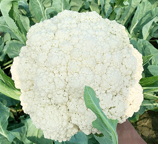 臺灣明星70天松花-花椰菜種子-順成