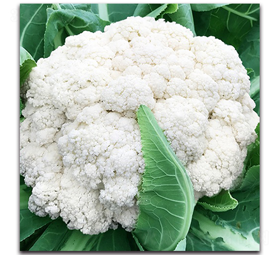 �_������66���ɻ�-��Ҭ�˷N��-혳�