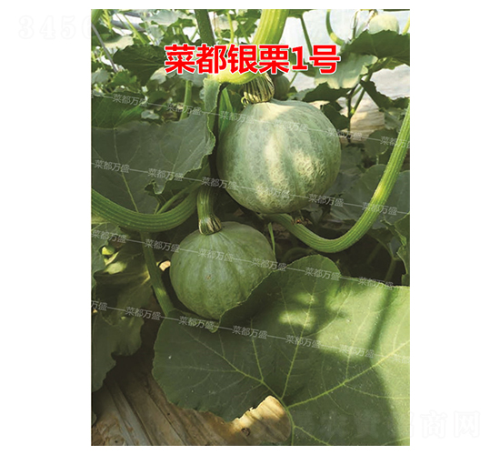 �˶��y��1̖-�ϹϷN��-�˶��fʢ